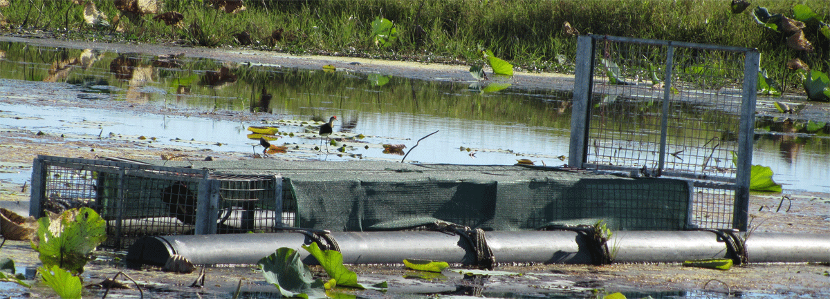 Crocodile trap in the top end waters from darwin