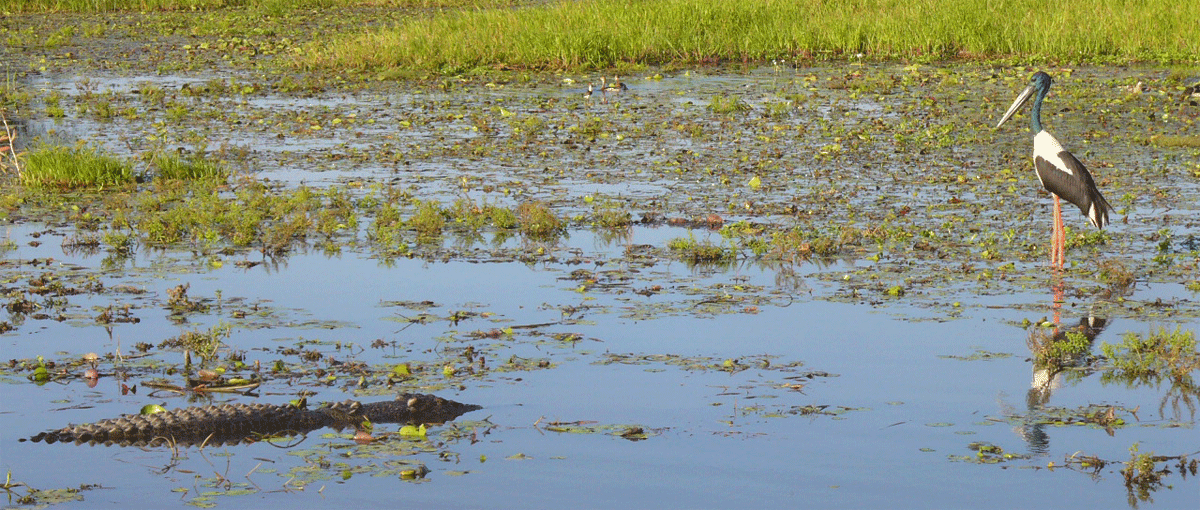 A Jinru taunting a crocodlie on our Yellow Water Billabong Cruise from Cooinda Resort around 500 metres away Kakadu